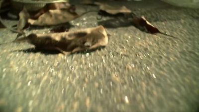 Nick, you there? - CSI: Crime Scene Investigation