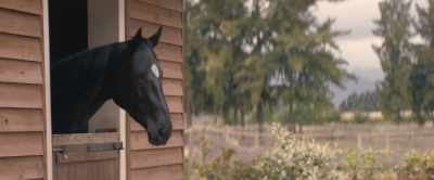 [nickering] - Black Beauty