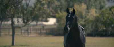 [nickers] - Black Beauty
