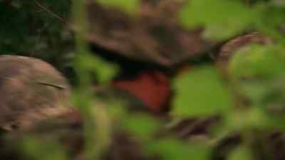 Nigel? - Relic Hunter
