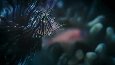 Nightfall, - Super/Natural