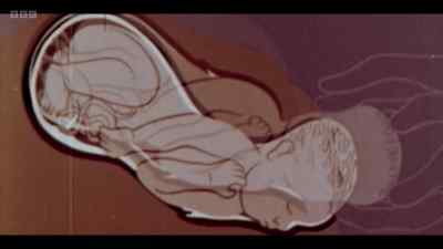 Nine months after conception, - Cunk on Life