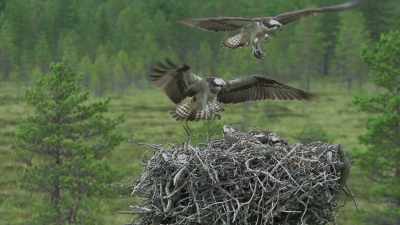 Ninety-nine percent
of an osprey's diet is fish. - Wild Nordic