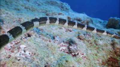 Niue
has an endemic sea krait. - Protecting Paradise: The Story of Niue