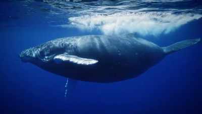 Niue is
an amazing place for - Protecting Paradise: The Story of Niue