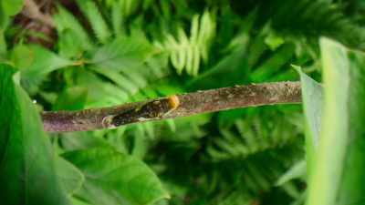 No bird here makes droppings this big. - The Secret Lives of Animals
