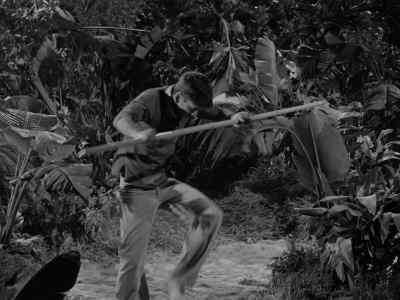 No brains! - Gilligan's Island