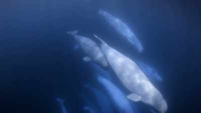 "No chatter..." - Secrets of the Whales