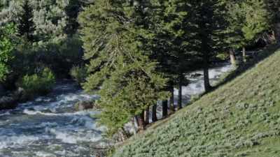 No dams have ever
been built on it, - Yellowstone: One-Fifty