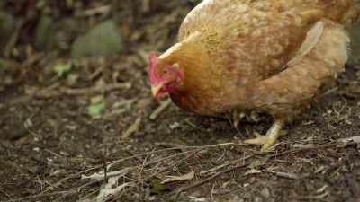 No, we don't give any
hormones, any antibiotics. - Restaurants at the End of the World