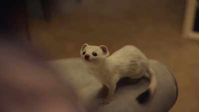 No, I don't think it
accentuates your face. - His Dark Materials