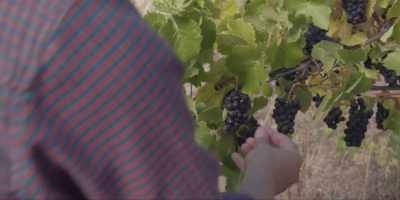 No, I was wondering
if there's - Under the Vines