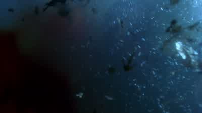 No! I'll attract them to me. - Blade II