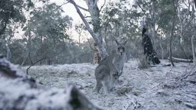 No kangaroos can survive for long,
higher than this. - Seven Worlds, One Planet