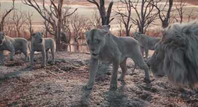 No, Kiros,
you are the only king. - Mufasa: The Lion King