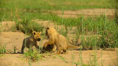No longer an insecure little cub, - Wild Babies