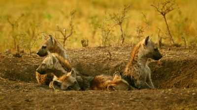 ..no matter how young
or how innocent. - Serengeti