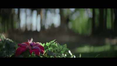 No.
Maybe they're perennials. - Color Out of Space