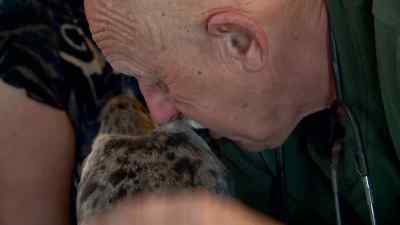 No more pain in a minute. - The Incredible Dr. Pol