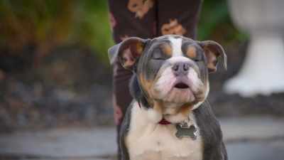 -No!
-No! Are you kidding me? - Phantom Pups