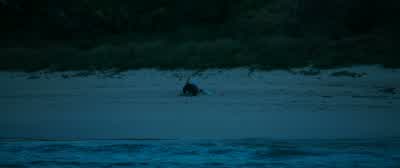 No. No, no, no. No! - The Shallows
