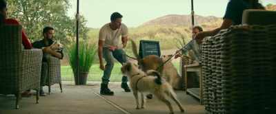 -No, no, no, no, no. Stop!
-[dogs barking] - Dog