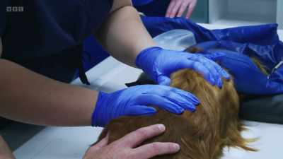No, no. Sh, sh. - 24/7 Pet Hospital