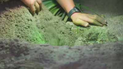 No northern zoo has successfully
reproduced this species. - Secrets of the Zoo