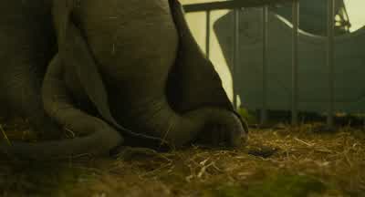 No, not the feather. - Dumbo