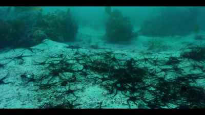 No one fish can defend his patch
against an army. - Our Oceans