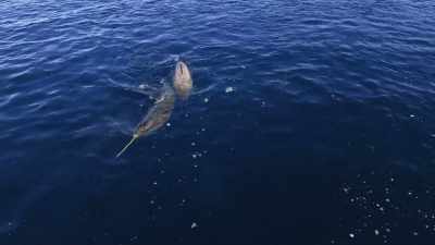 "No one knows how often
they hunt like this." - Secrets of the Whales