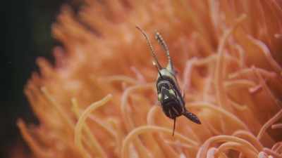 No one turned me
into a cardinal fish. - Ambient Swim