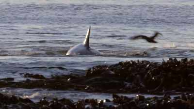 ''No other orcas on Earth catch
elephant seals quite like this.'' - Secrets of the Whales