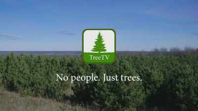 No people.
Just trees. - Ambient Swim