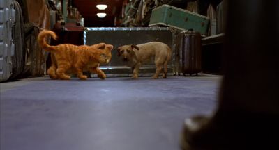No Right in the nose again - Garfield