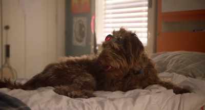No! Still got four paws
and a hypoallergenic coat. - Think Like a Dog
