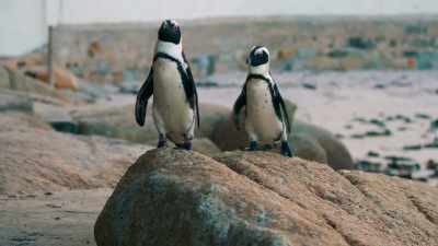 No time for a honeymoon. - Penguin Town