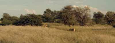 No. We're in lion country. - Prey