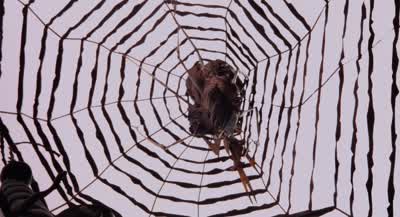 Where are you? - Coraline