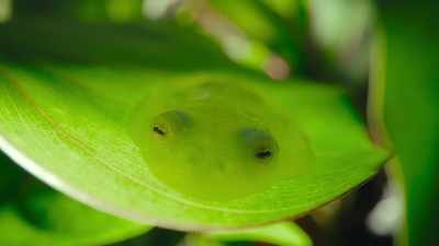 No wonder he's known
as a glass frog. - The Secret Lives of Animals