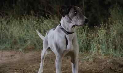 No, zoltan. We need him. - Dracula's Dog