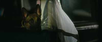 [Noah] You know, we trained
to put the whole world - Dog