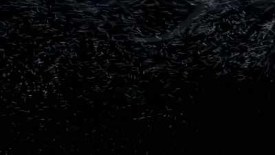 Nobody knows how they navigate
to their home islands, - Modern Dinosaurs