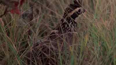 Nobody sent us letters. - Days of Heaven