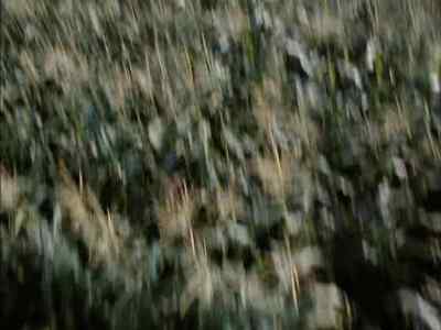 Nobody's found 'em yet. - Tarantulas: The Deadly Cargo