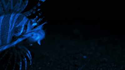 Nocturnal predators,
such as this lion fish, - Blue Planet II