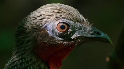 Noises could be friend or foe, - Our Planet