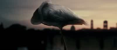 ...non l'ho trovata. - The Great Beauty