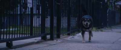 ♪Non, rien de rien, Non, Je ne regrette rien♪ - Dogman