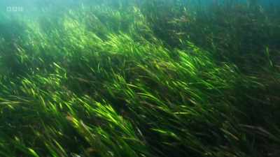 Nonetheless, these
marine meadows - Wild Isles